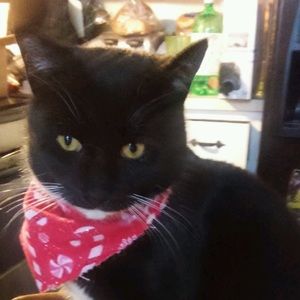 Meet your Posher, Lisa